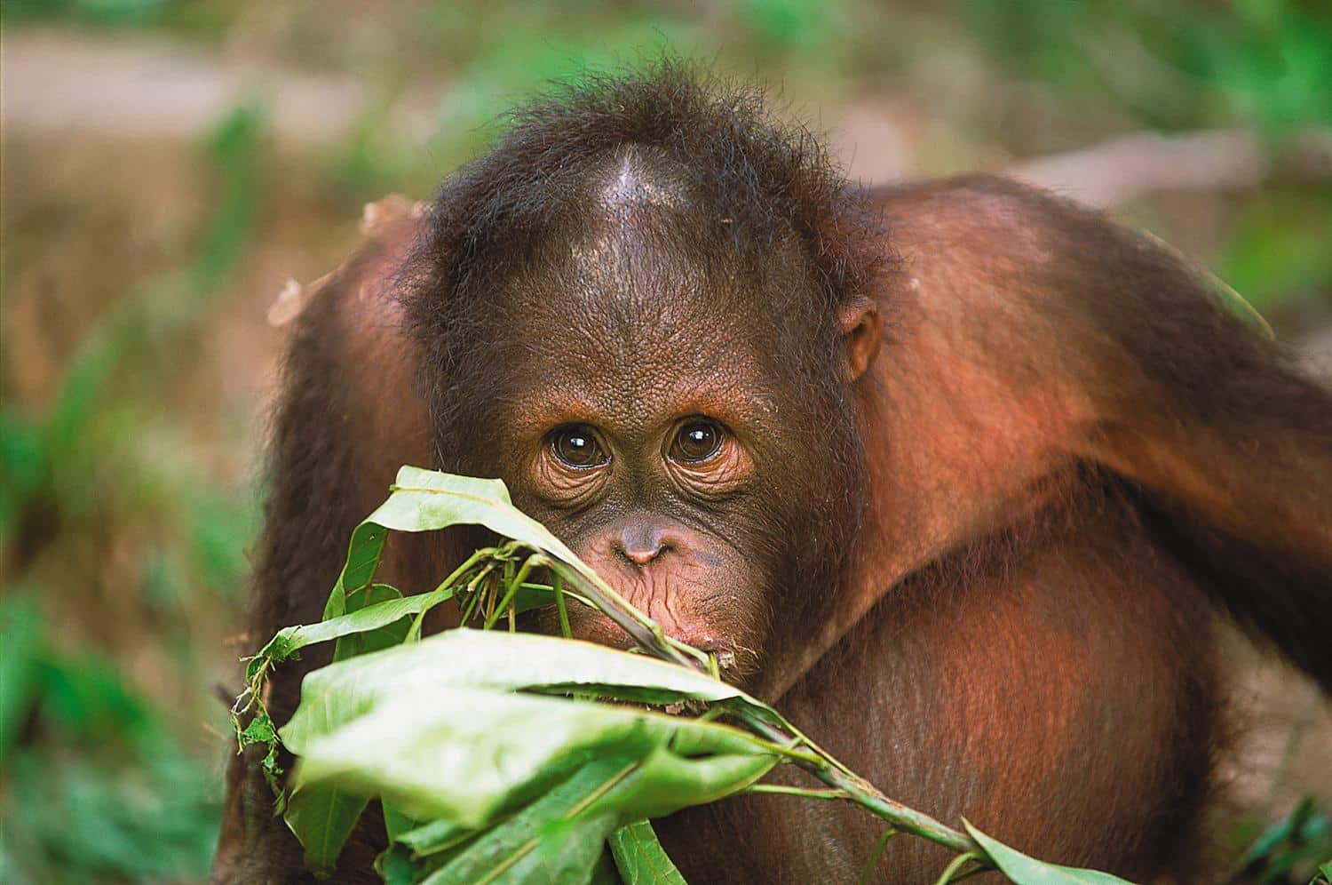 Lire la suite à propos de l’article Immersion en forêt vierge au Bornéo Rainforest Lodge