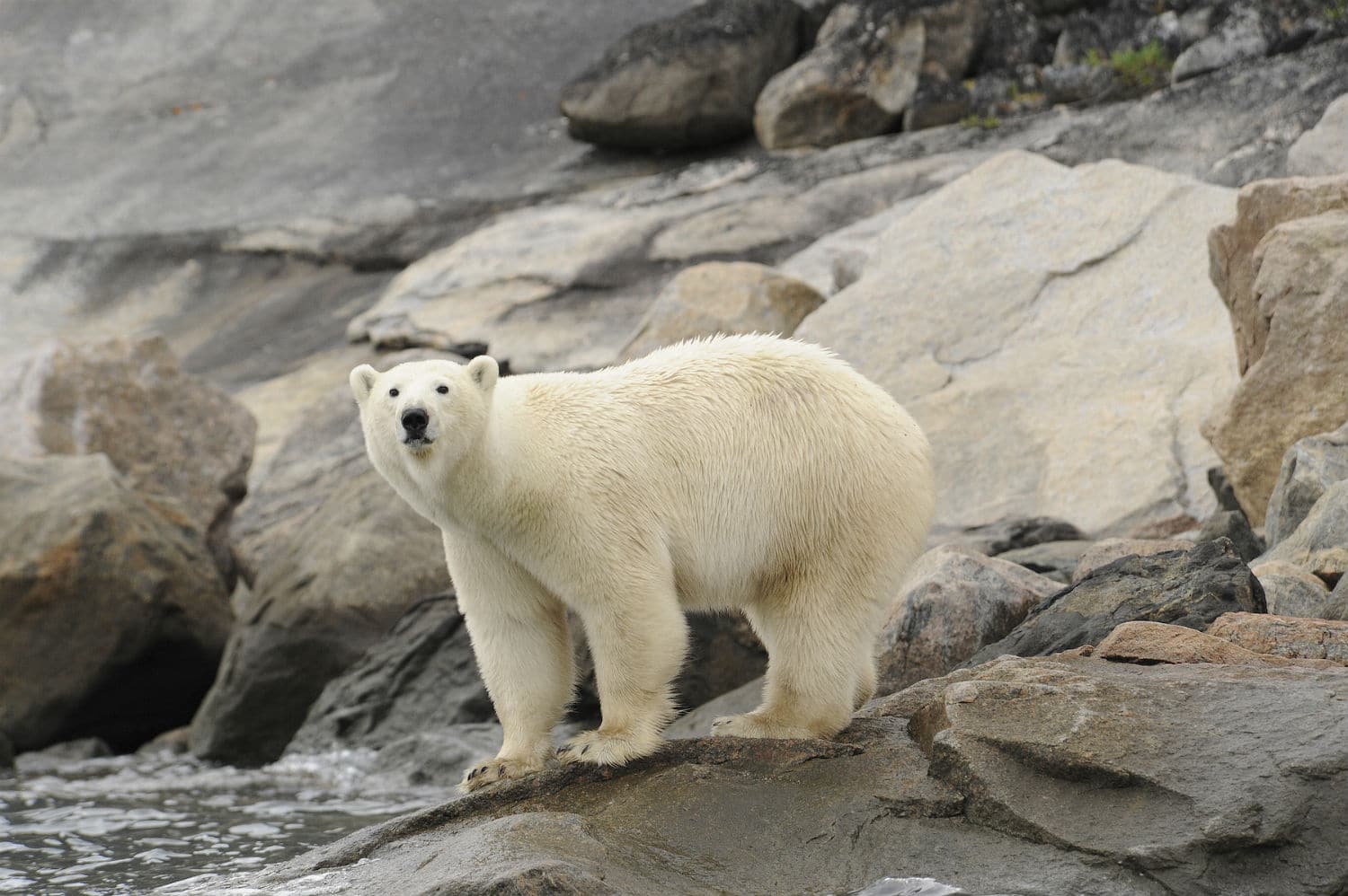 Lire la suite à propos de l’article En quête d’ours polaires au Groenland