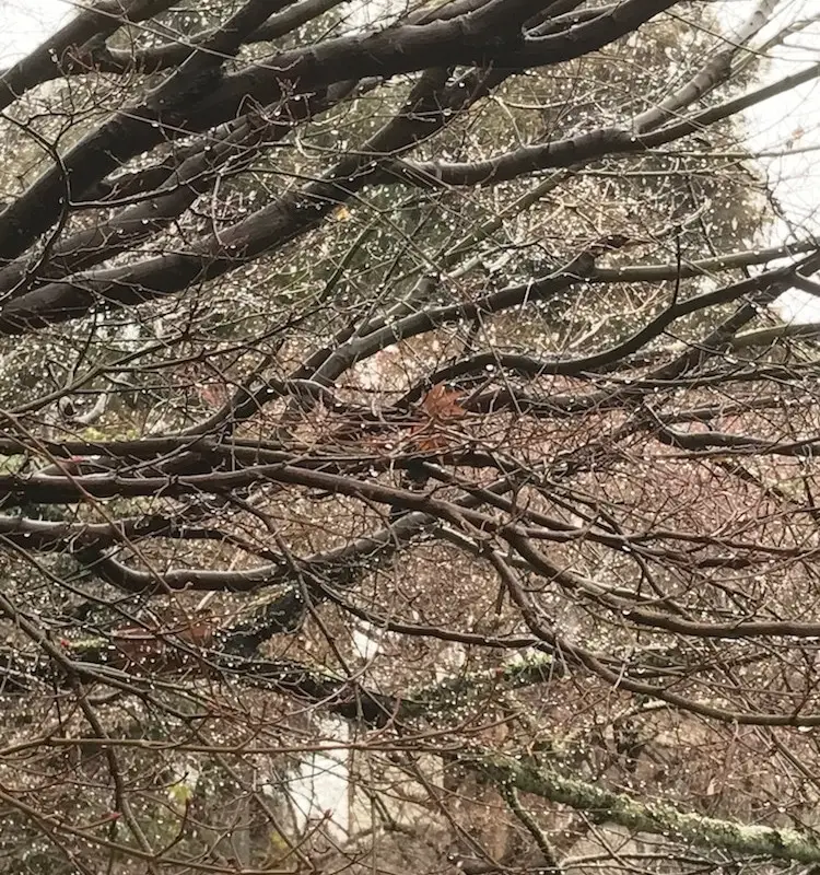 Neige à Kyoto.