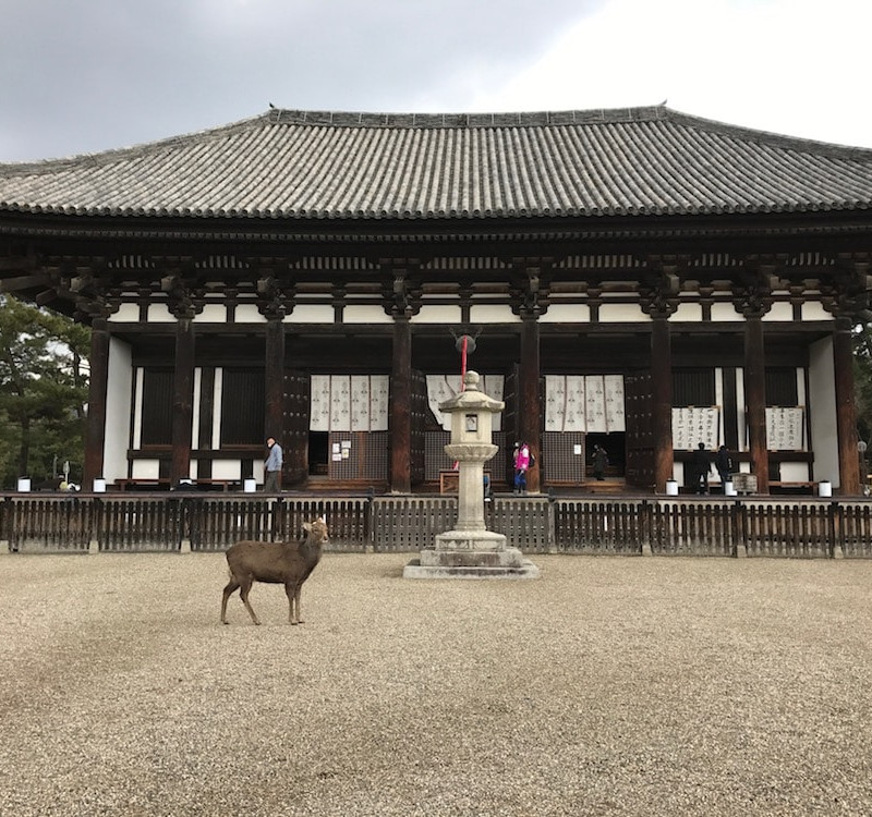 Biches de Nara au Japon.