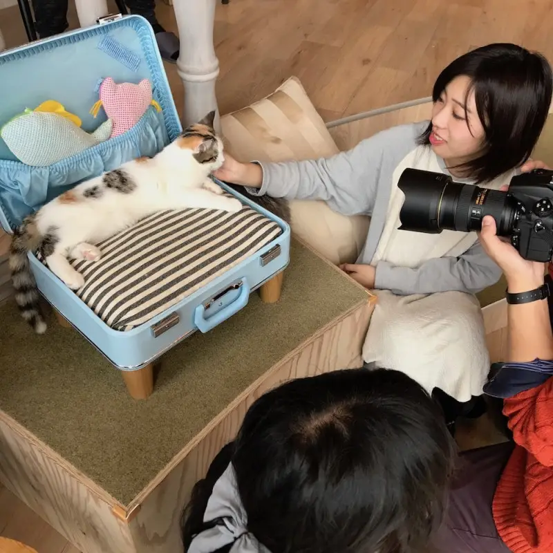 Bar à chat au Japon.