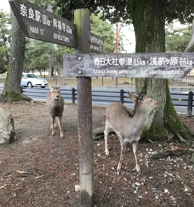 Visite de Nara