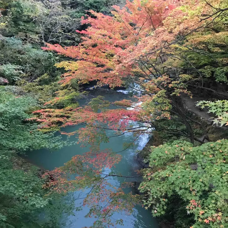 Forêt à l'automne japonais.