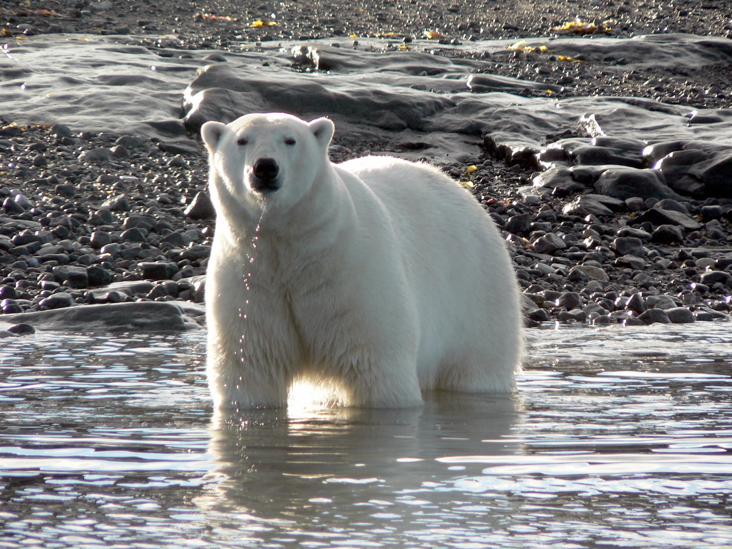 Lire la suite à propos de l’article Ours polaires et glaciers sur Baffin Island