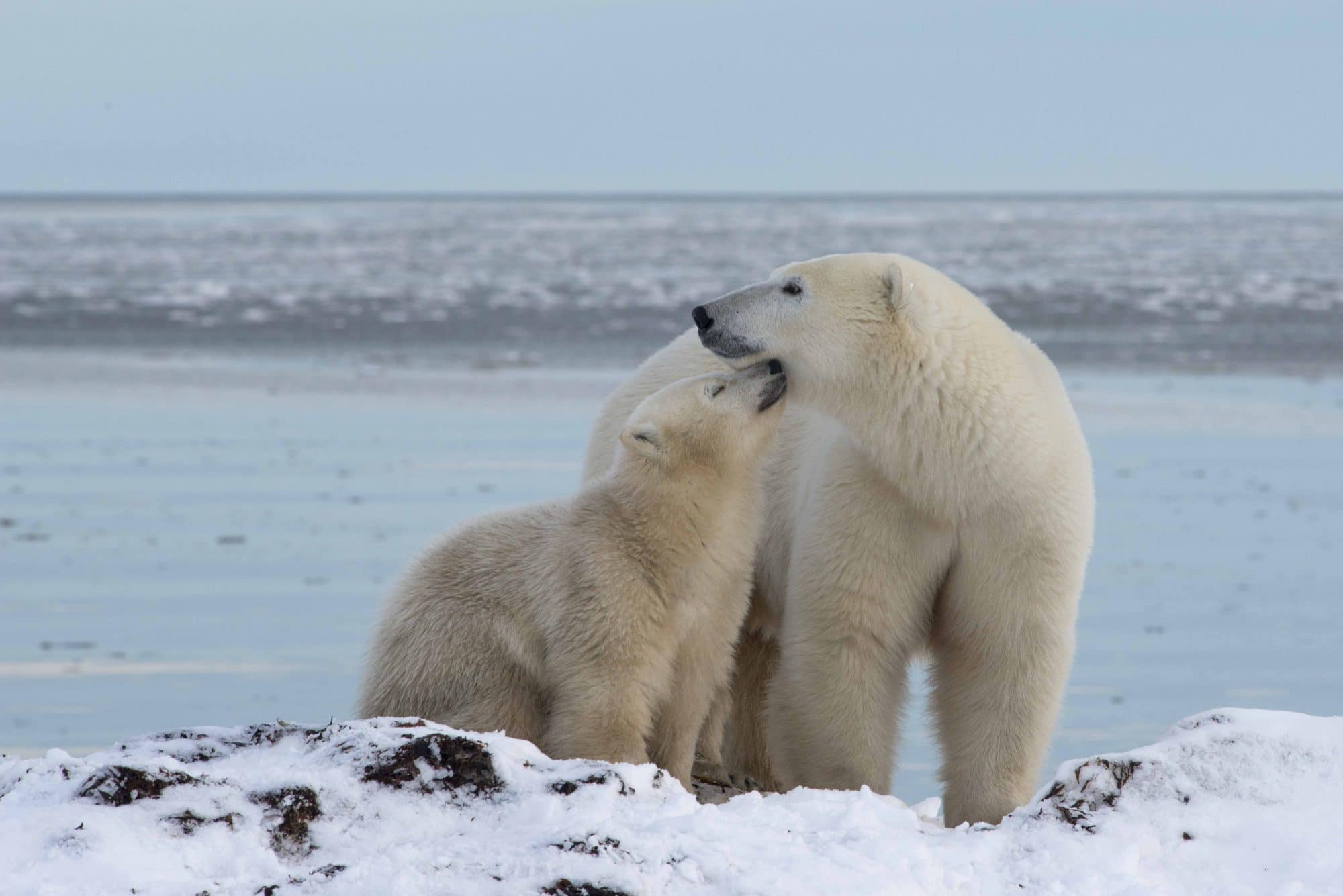Lire la suite à propos de l’article Rencontre exceptionnelle avec des ours polaires dans la Hudson Bay