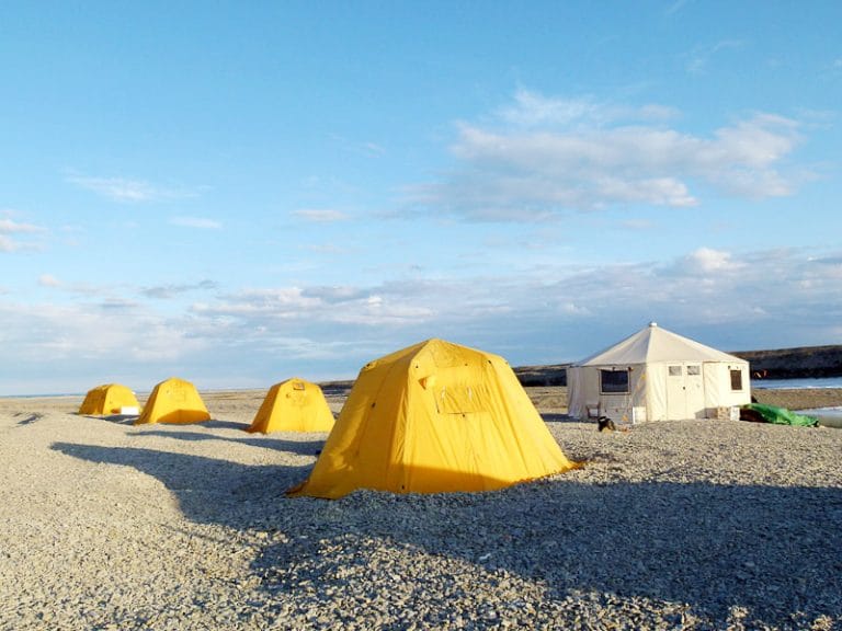 À la recherche des rois de l’Arctique Safari polaire unique