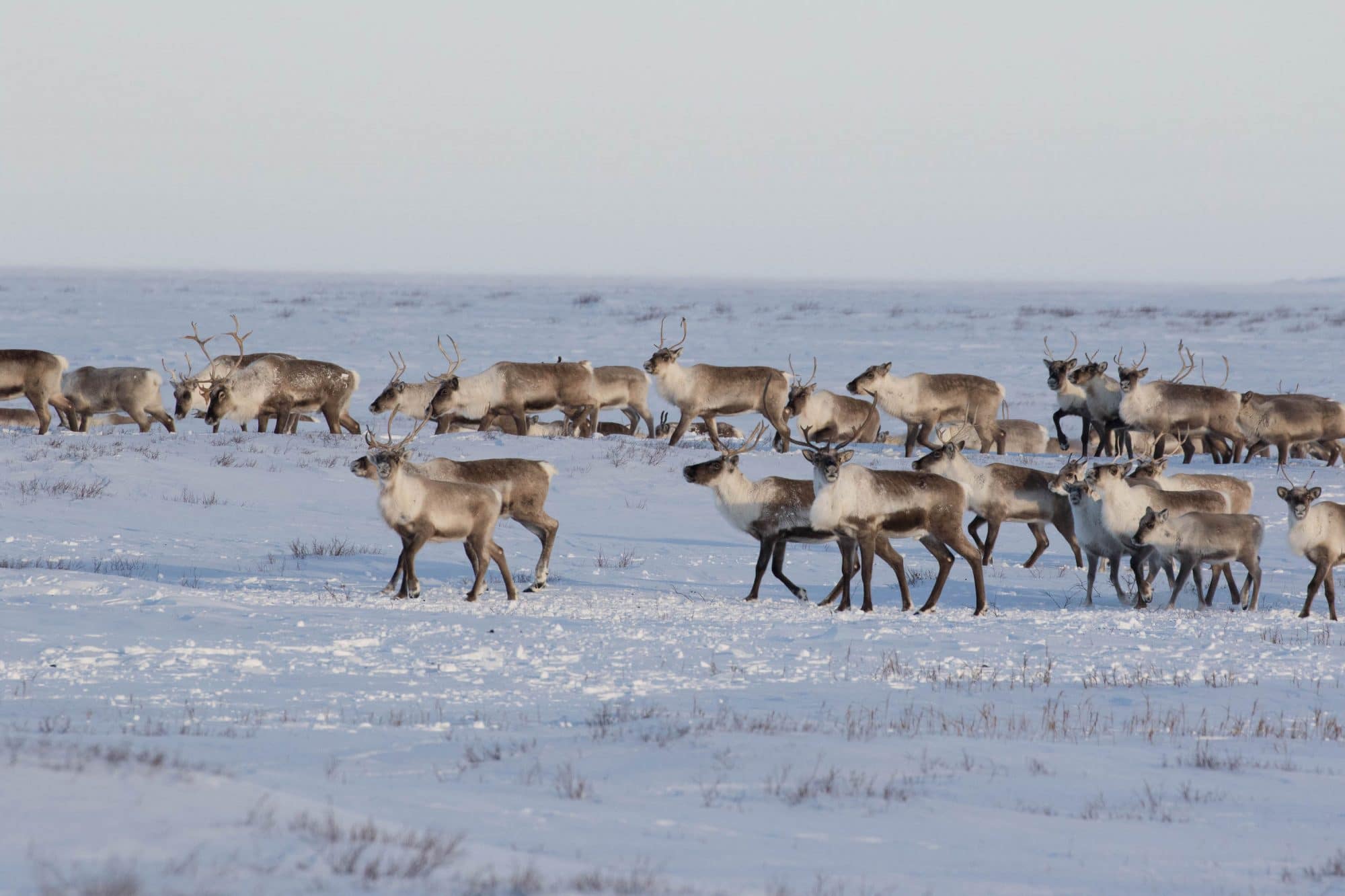 Lire la suite à propos de l’article Ours polaires, caribous, et autres merveilles de l’Arctique en privé !