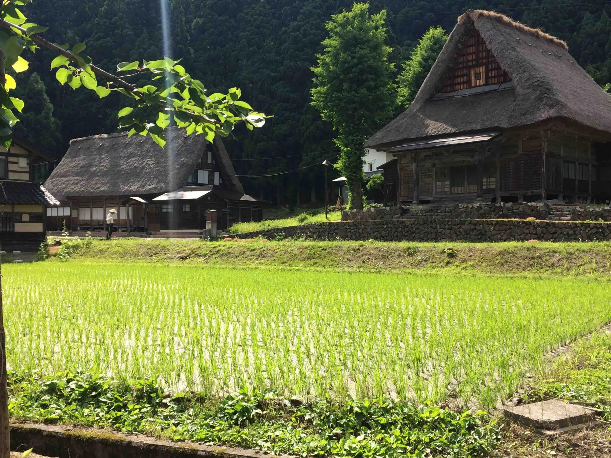 Rizière à Gokayama.