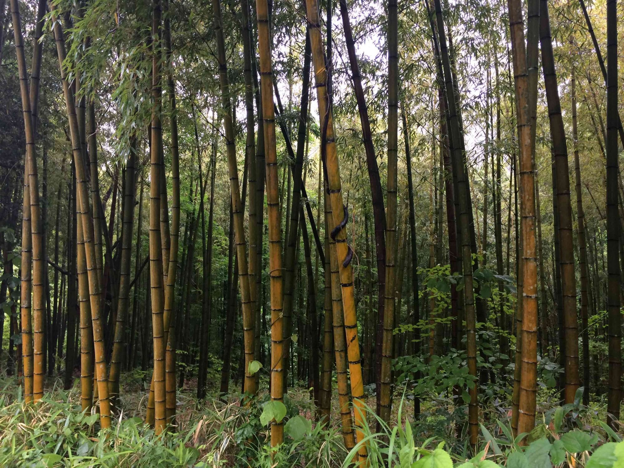 Bambous dans la vallée de Kiso.