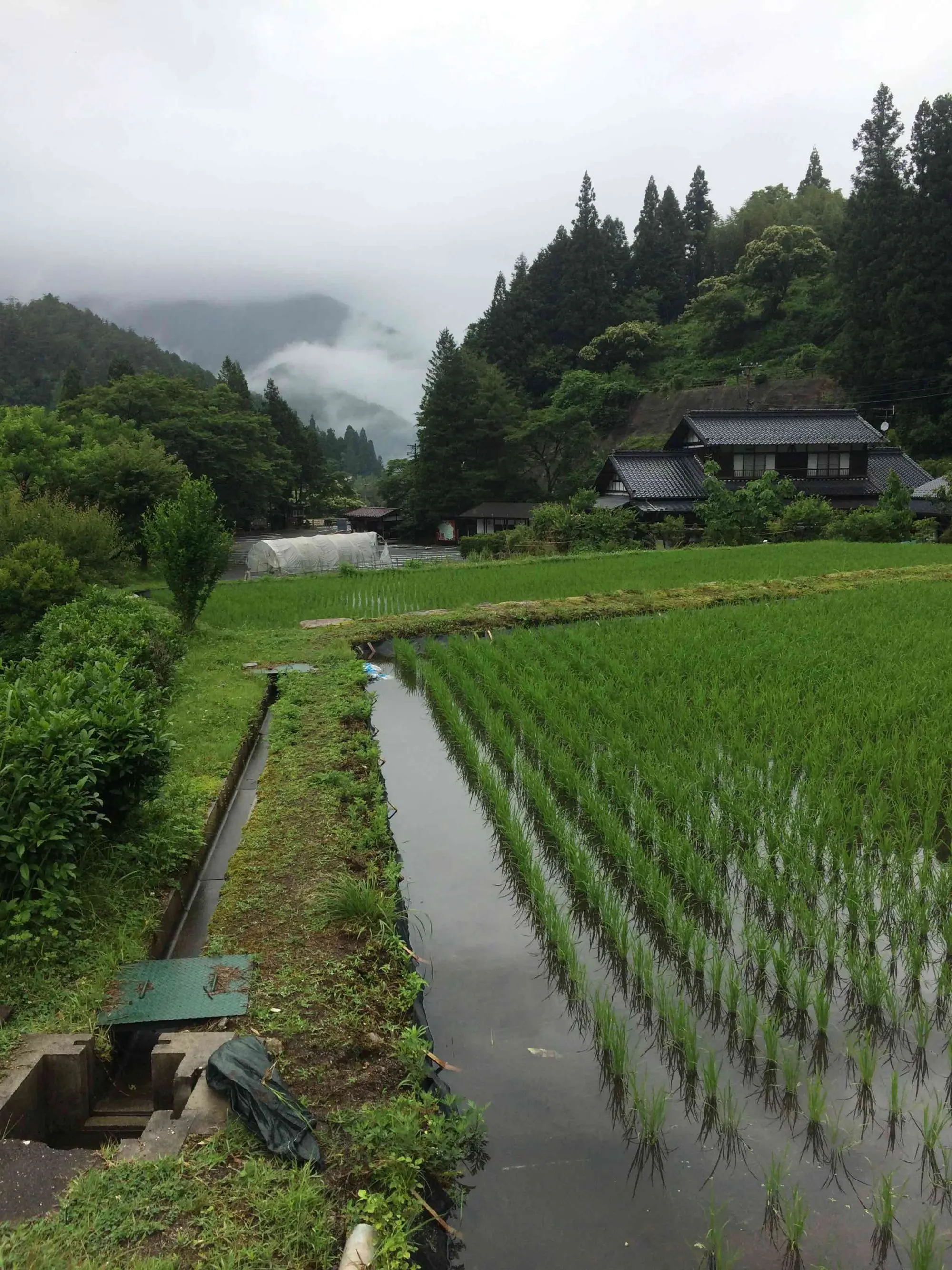Rizières vers Tsumago.