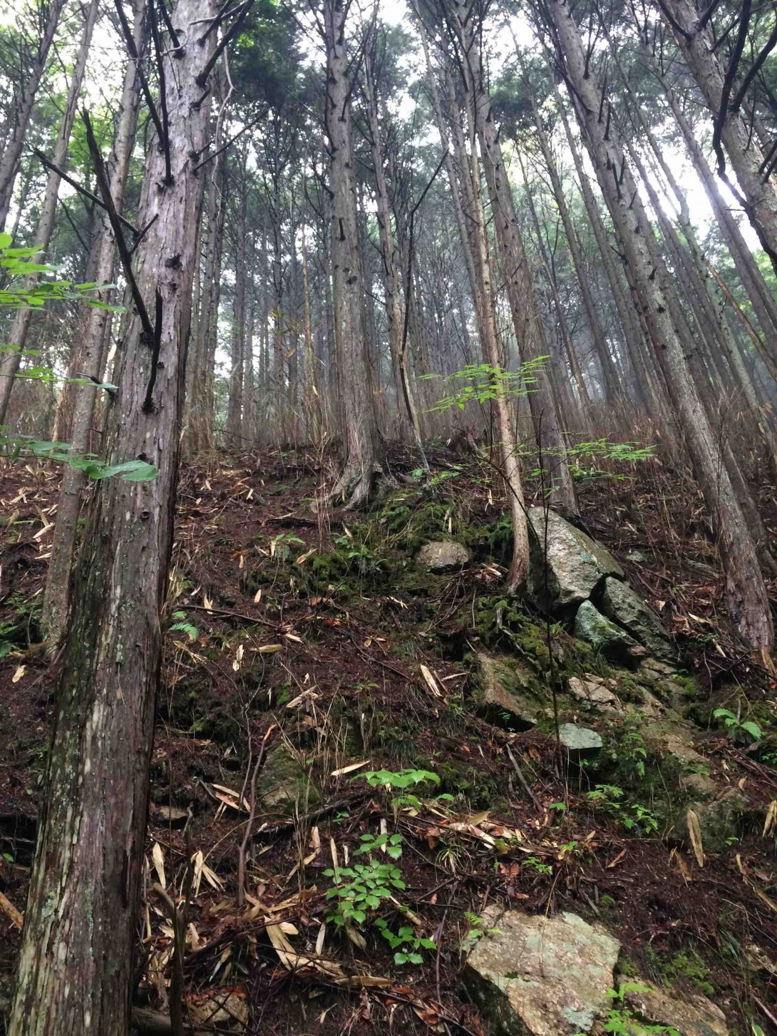 Forêt japonaise dans la vallée de Kiso.