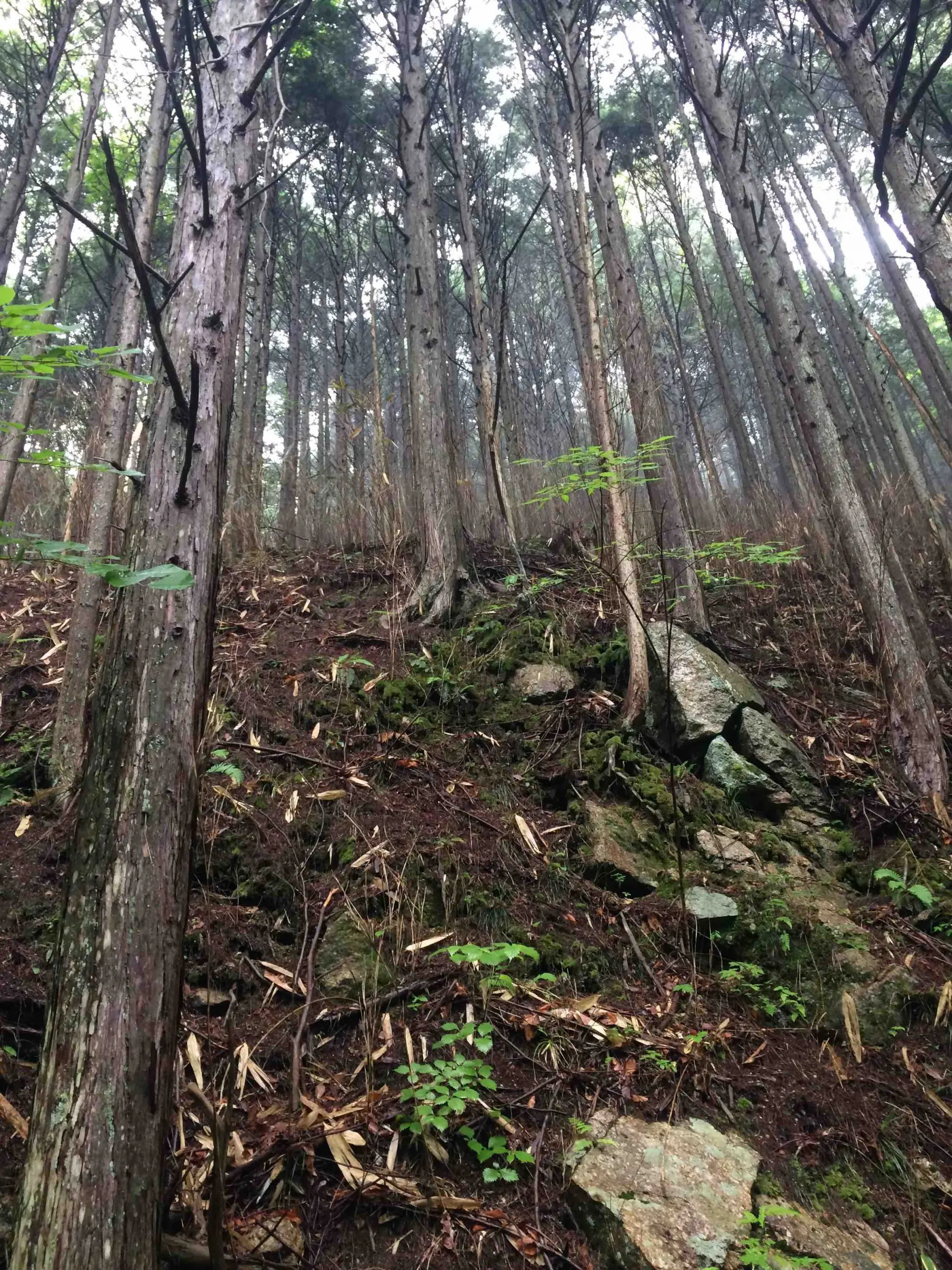 Forêt japonaise dans la vallée de Kiso.