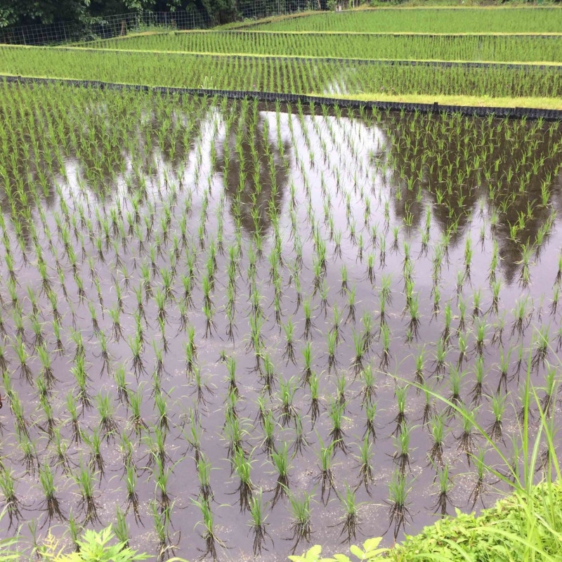 Plantations de riz au Japon.