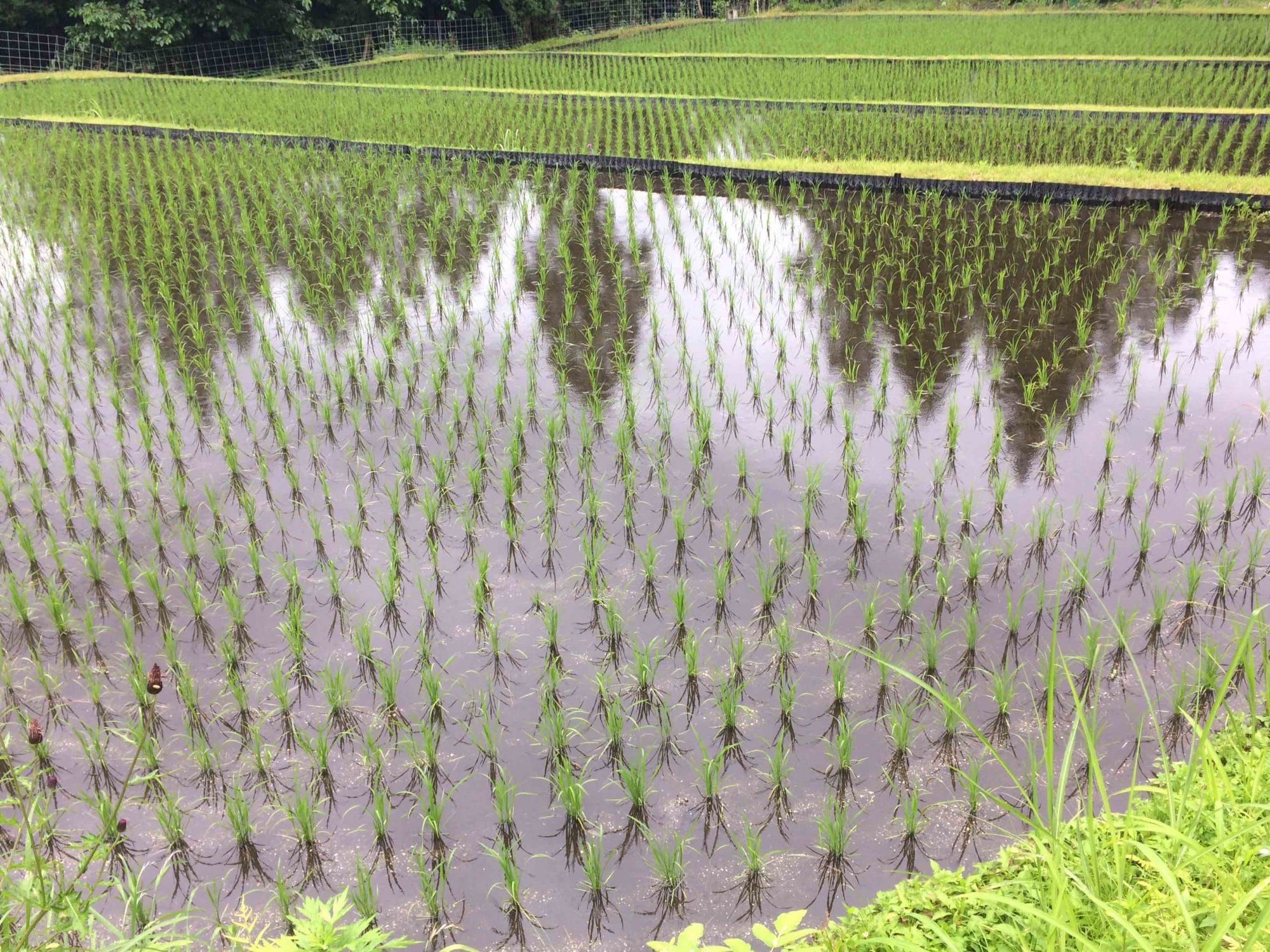 Plantation de riz japon