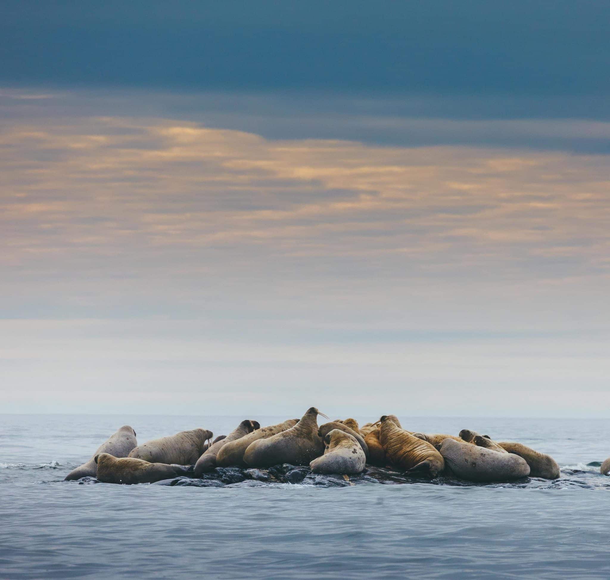 Lire la suite à propos de l’article Safari polaire au Spitzberg, aux portes du Pôle Nord