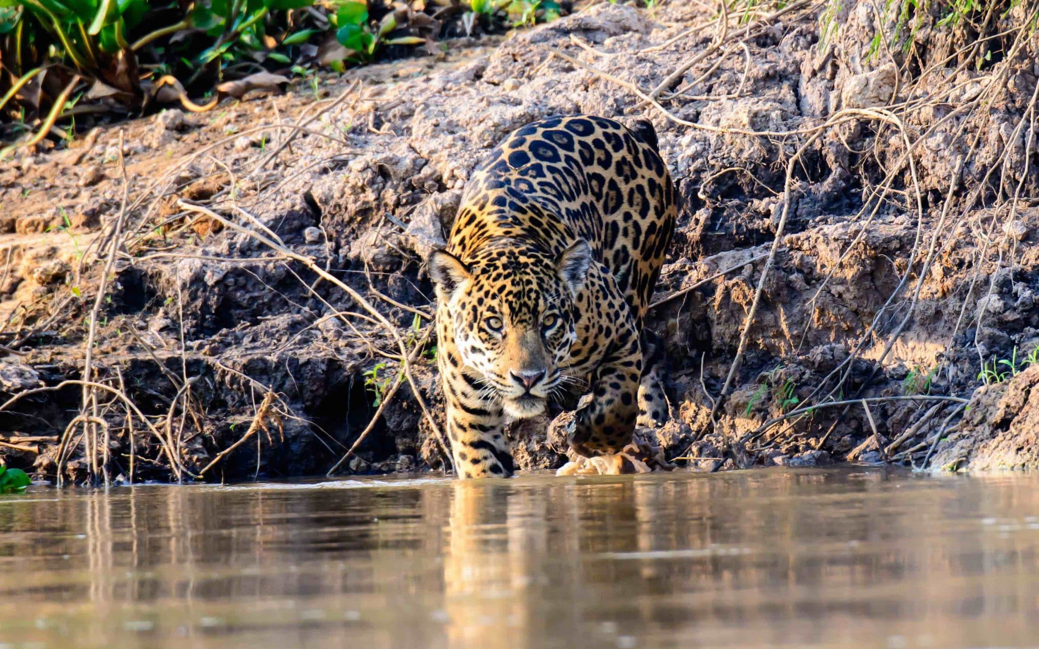 Sur les traces du jaguar en Argentine - Mon Plus Beau Voyage