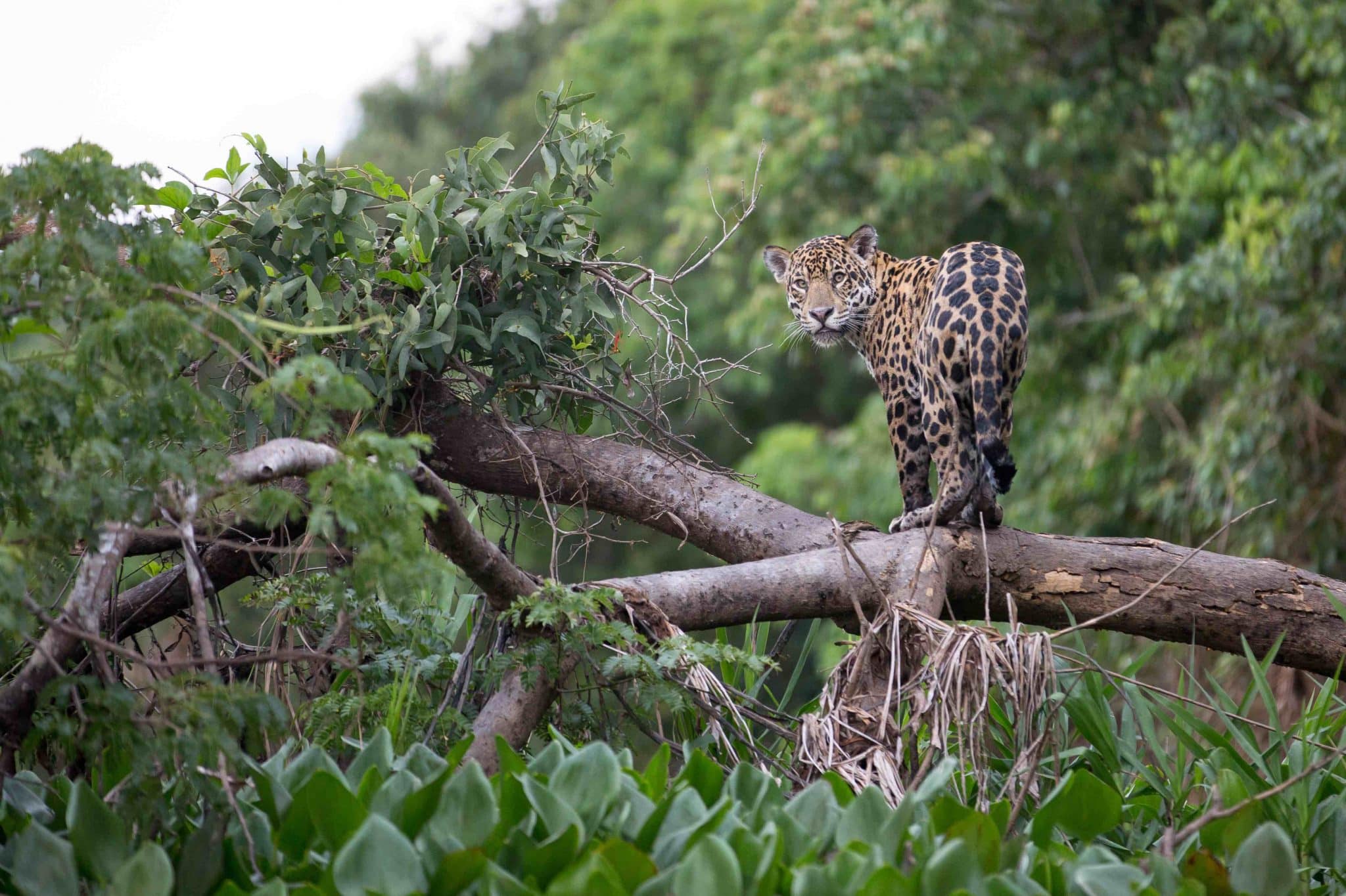 Sur les traces du jaguar en Argentine - Mon Plus Beau Voyage