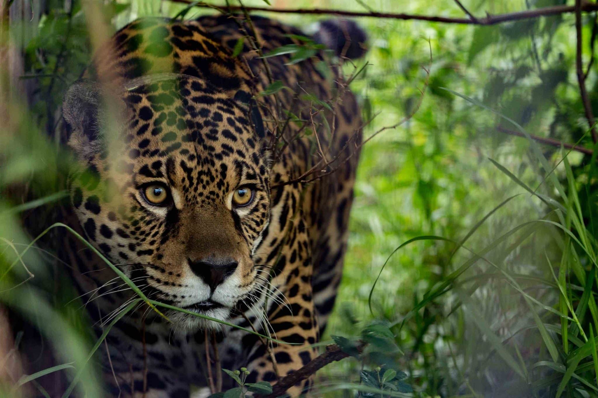 Lire la suite à propos de l’article Sur les traces du jaguar en Argentine